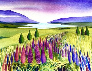 Lupins at Tekapo