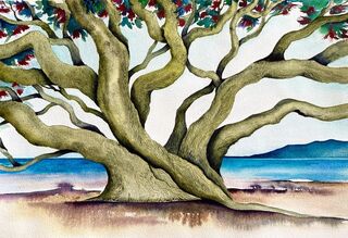 Pohutukawa
