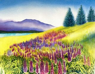 Lupins at Tekapo