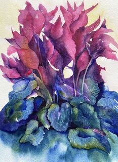 Cyclamen