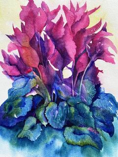 Cyclamen